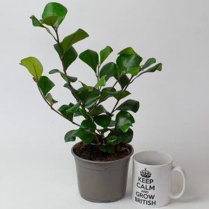 Ficus Triangularis 13cm pot