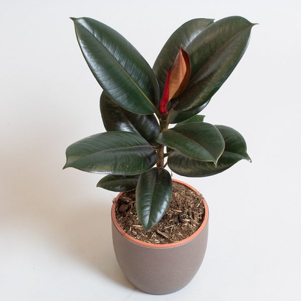 Ficus Elastica Adibijan 13cm pot