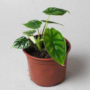 Alocasia Baginda 13cm Pot
