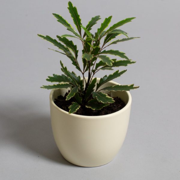 Dizygotheca Ele. Bianca 9cm pot