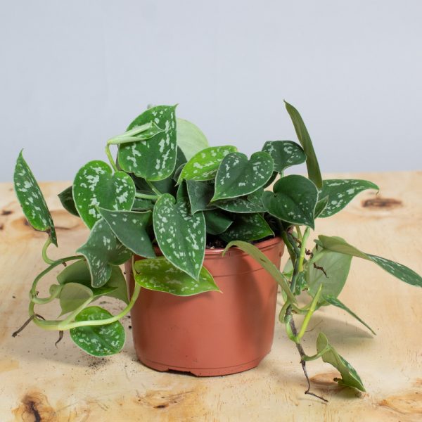 Scindapsus Pictus Argyraeus 13cm pot