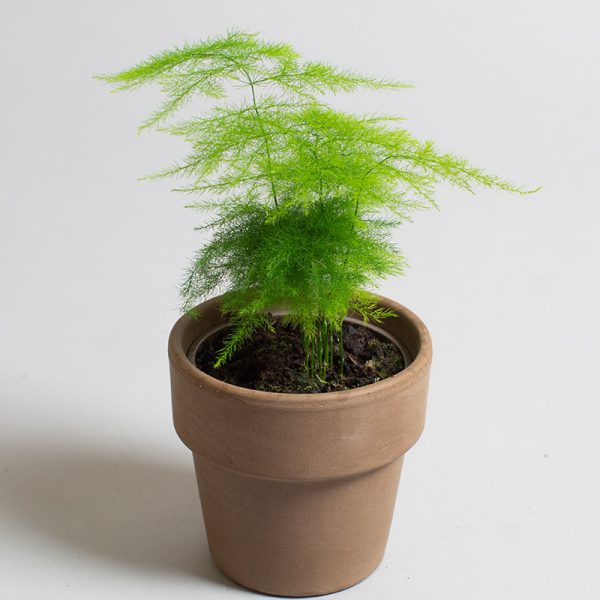 Asparagus plumosus 9cm pot