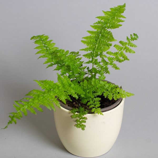 Athryium felix mas 9cm pot