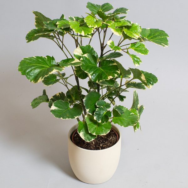 Polyscias Balfouriana 13cm pot
