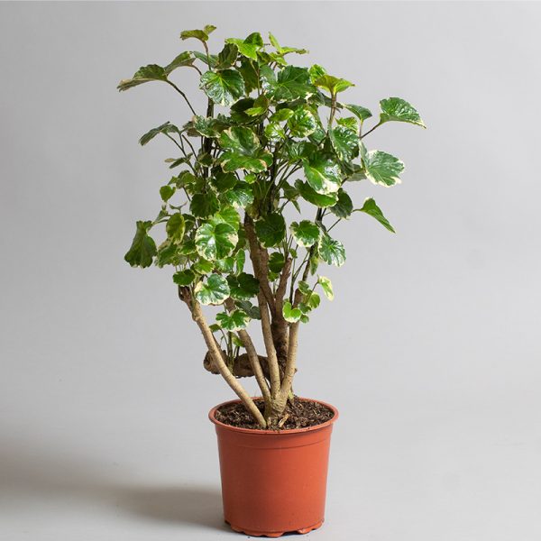 Polyscias balfouriana 15cm pot