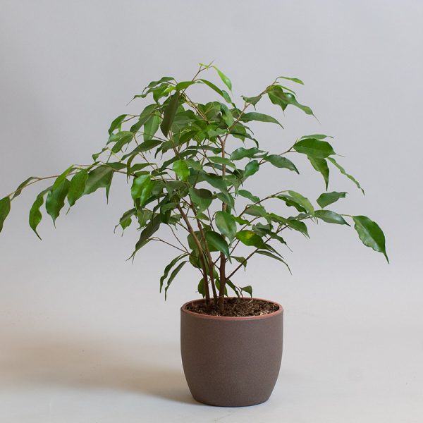 Ficus Benjamina Exotica 13cm pot
