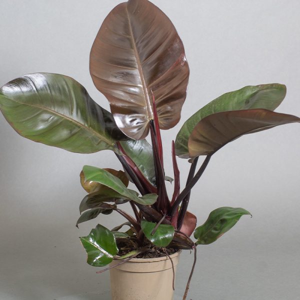 Philodendron Black Cardinal 15cm pot
