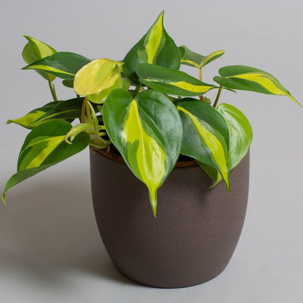 Philodendron Scandens Brazil 13cm pot