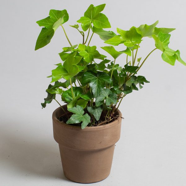 Hedera Helix Brigette 9cm pot
