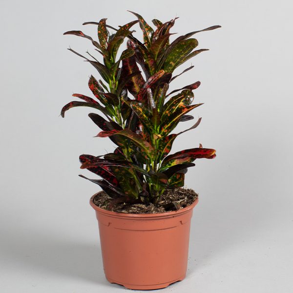 Croton Bush Fire 13cm pot