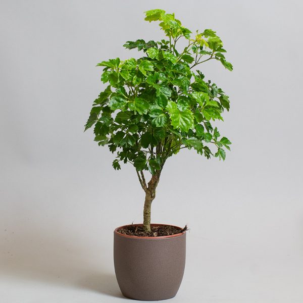 Polyscias Balfouriana Butterfly 13cm pot