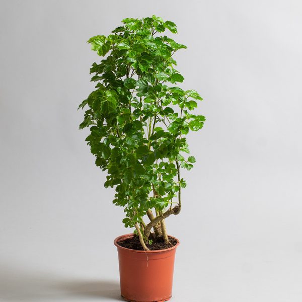 Polysicias Balfouriana Butterfly 15cm pot