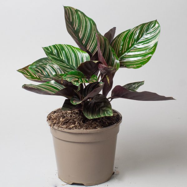 Calathea Ornata 13cm pot