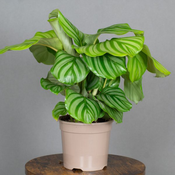 Calathea Orbifolia 15cm pot