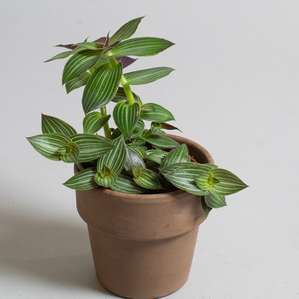 Callisia Elegans 9cm pot