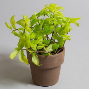 Callisia Repens Aurea 9cm pot