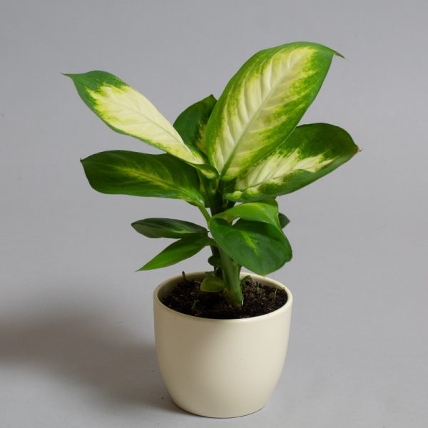Dieffenbachia Camilla 9cm pot