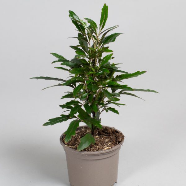 Dizygotheca Ele. Castor 9cm pot