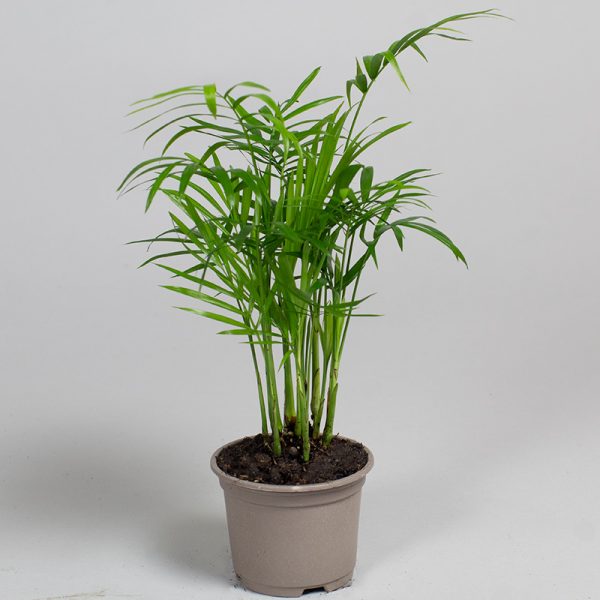 Chamaedorrea 9cm pot