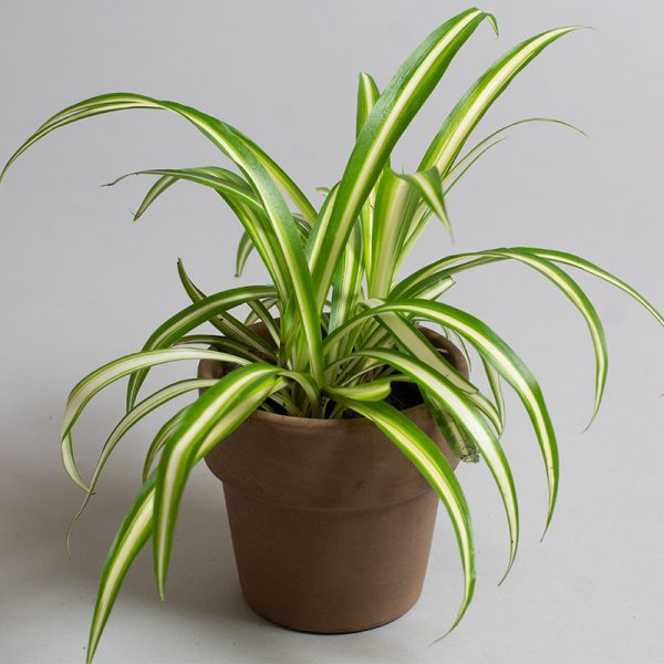 Chlorophytum Cosmosum Variegatum 9cm pot