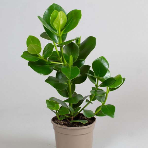 Ficus Clusia Rosea 15cm pot - Opperman Plants Ltd
