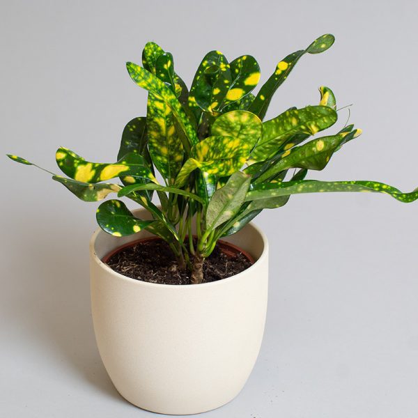 Croton Gold Dust 13cm pot