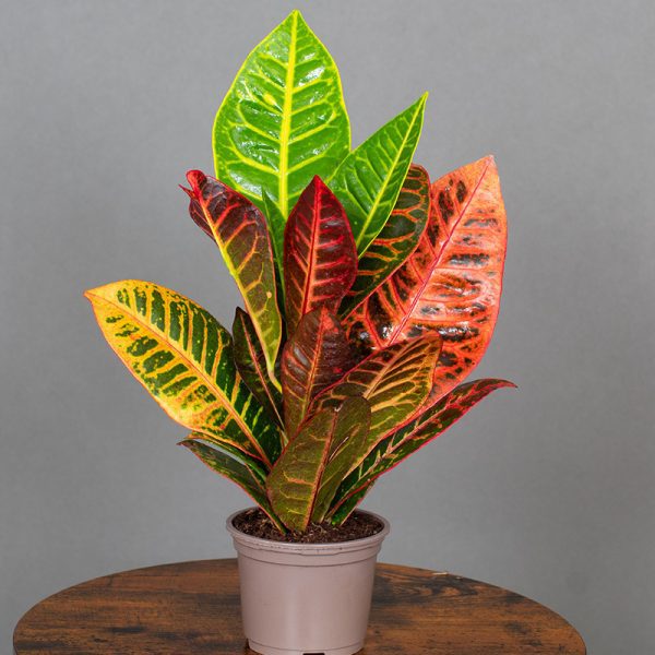 Croton Petra 9cm pot