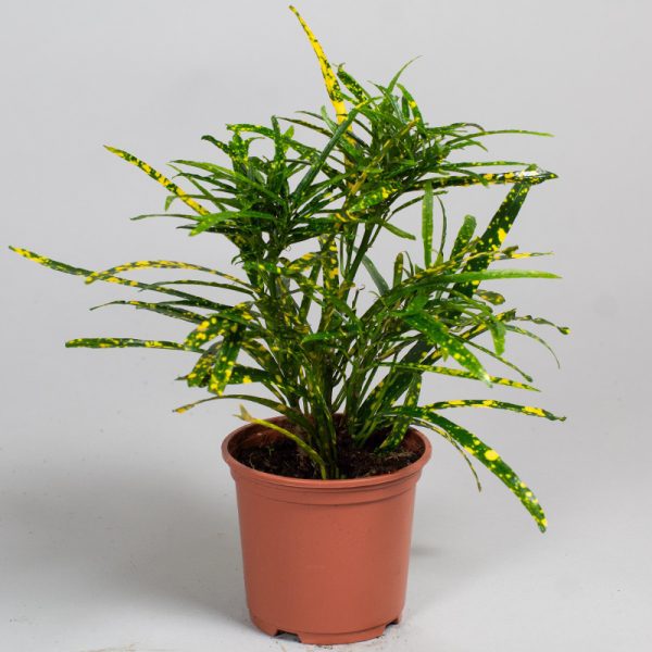 Croton Pictum 9cm pot