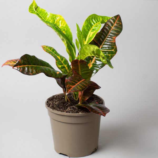 Croton Excellent 15cm pot