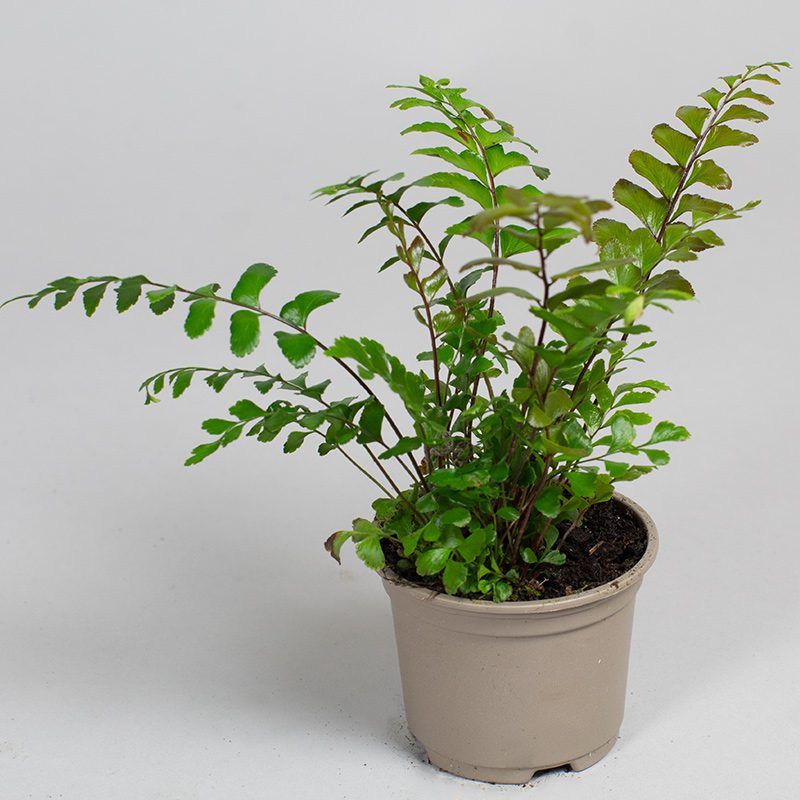 Didymochlaena Truncatula 9cm pot - Opperman Plants Ltd