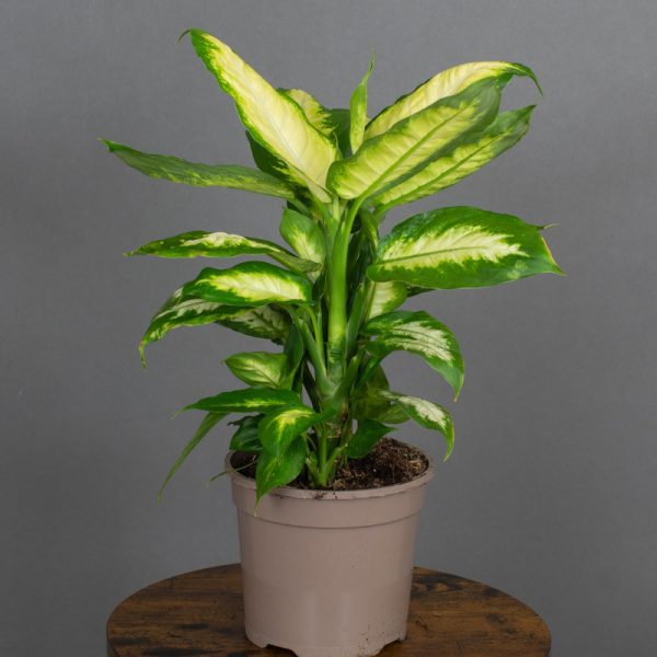 Dieffenbachia Camilla 15cm pot
