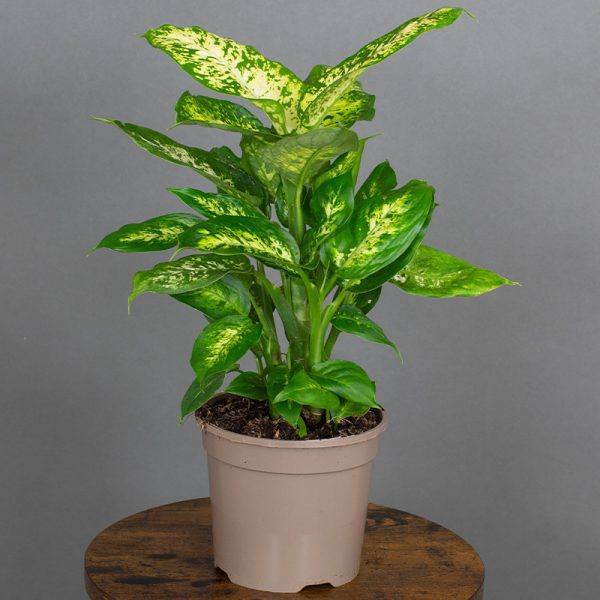 Dieffenbachia Compacta 15cm pot
