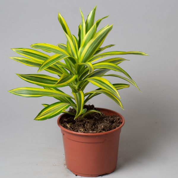 Dracaena Reflexa Painted Beauty 13cm pot