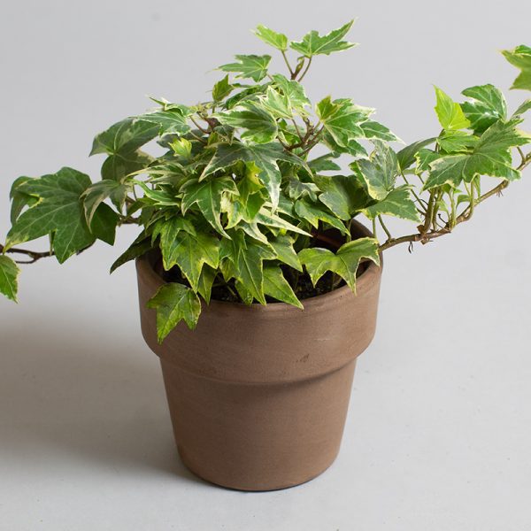 Hedera Helix Eva 9cm pot