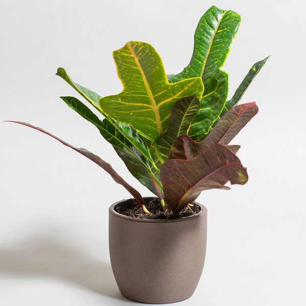 Croton Excellent 13cm pot
