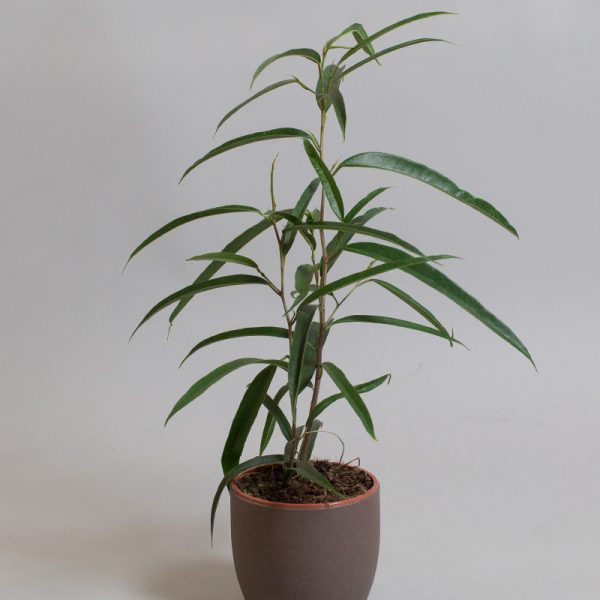 Ficus Binnendijkii Alii 13cm pot