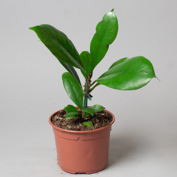 Ficus cyathistipula 13cm pot