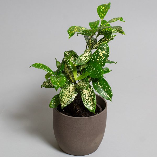 Dracaena Florida Beauty 13cm pot