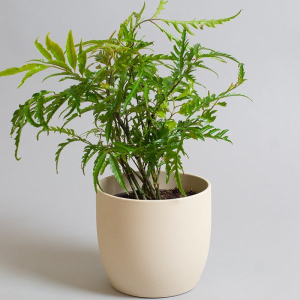 Polyscias Fruiticosa 13cm pot