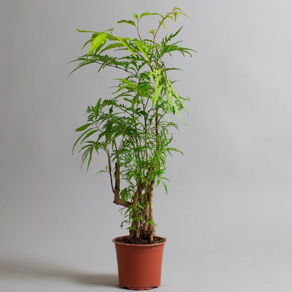 Polyscias Fruiticosa Branched 15cm pot