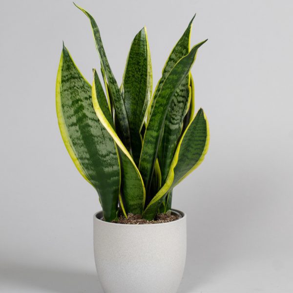 Sansevieria Futura Superba 15cm pot