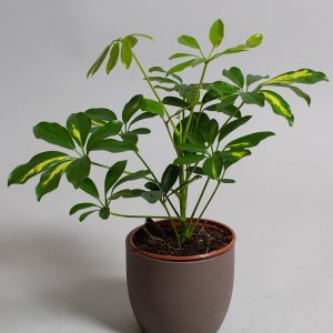 Schefflera Gold Cappella 13cm pot