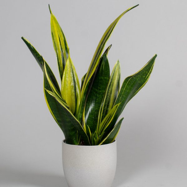 Sansevieria Golden Flame 15cm pot