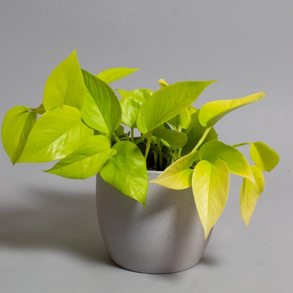 Scindapsus Golden Queen 13cm pot