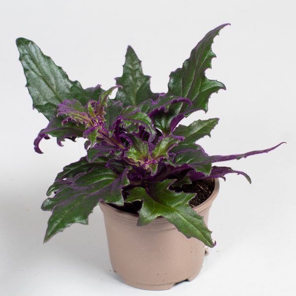 Gynura Aurantiaca 9cm pot