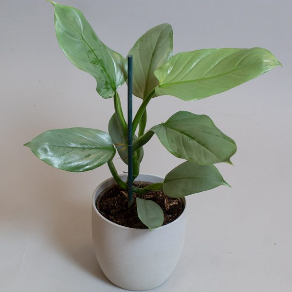 Philodendron Hastatum Grey 15cm pot