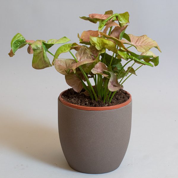 Syngonium Infra-Red 15cm pot