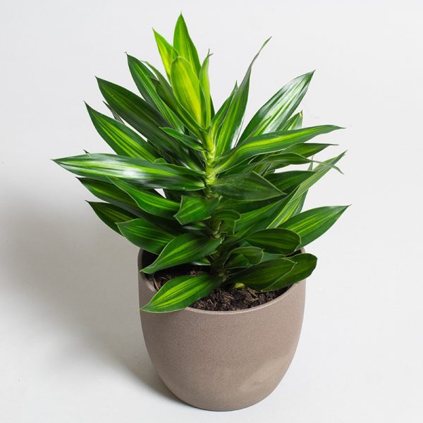 Dracaena Reflexa Song of Jamaica 15cm pot