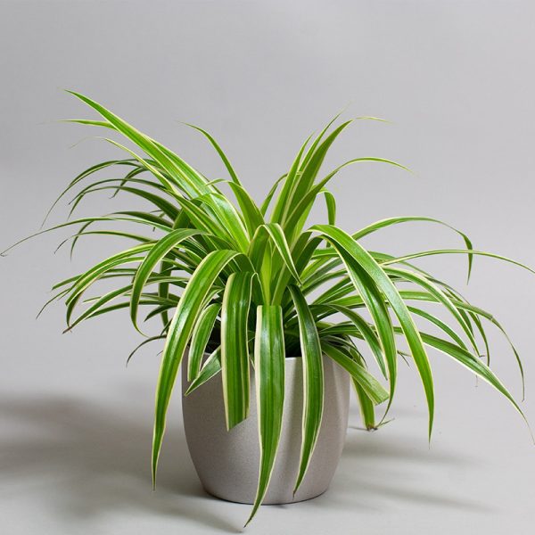 Chlorophytum Laxum 13cm pot