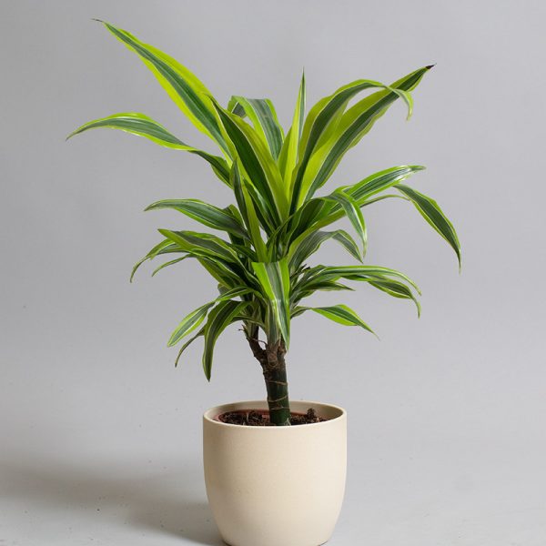Dracaena Lemon Line 15cm Cane 13cm Pot